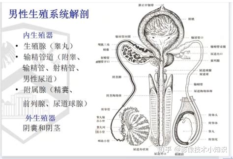 男生的生殖器|男性生殖系统结构